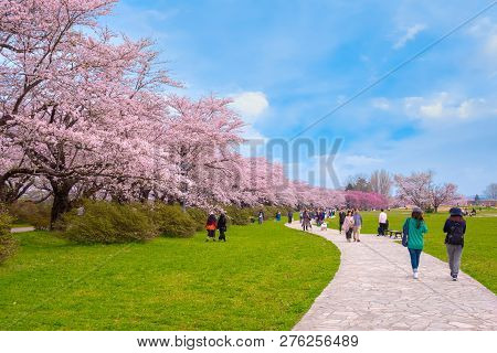 Iwate , Japan - April 22 2018: Kitakami Tenshochi Park Located By The Kitakami River, Renowned As On