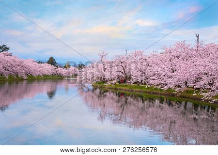 Hirosaki, Japan - April 23 2018: Full Bloom Sakura - Cherry Blossom  At Hirosaki Park, One Of The Mo