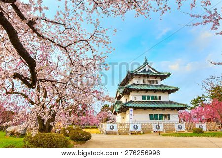 Hirosaki, Japan - April 23 2018: Sakura - Cherry Blossom Full Bloom At Hirosaki Castle In Hirosaki P