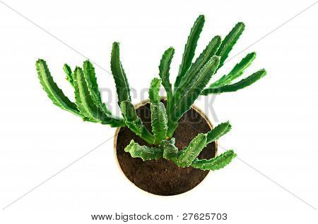 Saftige Stapelia Top View