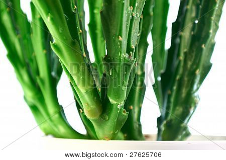 Saftige Stapelia Close-up vandret
