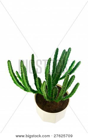 Saftige Stapelia i en hvid Pot i Top View
