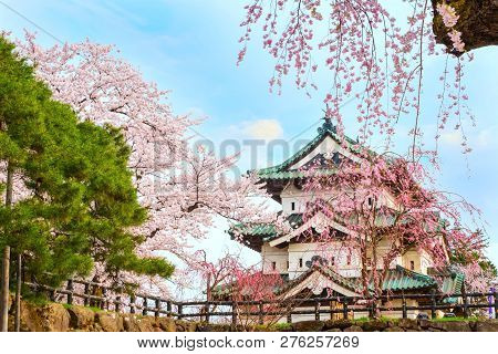 Hirosaki, Japan - April 23 2018: Sakura - Cherry Blossom Full Bloom At Hirosaki Castle In Hirosaki P