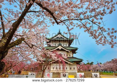 Hirosaki, Japan - April 23 2018: Sakura - Cherry Blossom Full Bloom At Hirosaki Castle In Hirosaki P