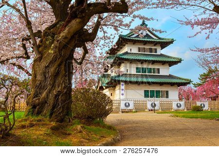 Hirosaki, Japan - April 23 2018: Sakura - Cherry Blossom Full Bloom At Hirosaki Castle In Hirosaki P