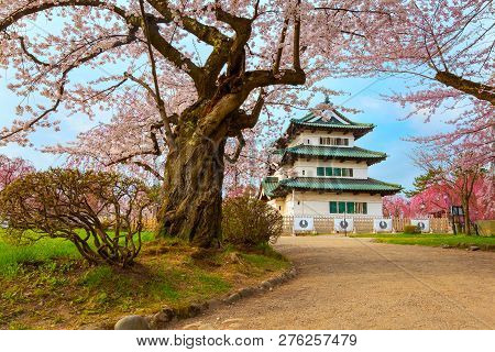Hirosaki, Japan - April 23 2018: Sakura - Cherry Blossom Full Bloom At Hirosaki Castle In Hirosaki P
