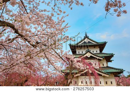 Hirosaki, Japan - April 23 2018: Sakura - Cherry Blossom Full Bloom At Hirosaki Castle In Hirosaki P