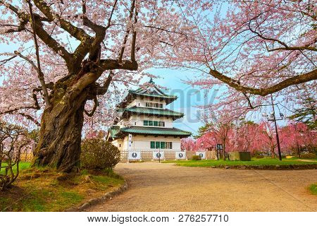 Hirosaki, Japan - April 23 2018: Sakura - Cherry Blossom Full Bloom At Hirosaki Castle In Hirosaki P