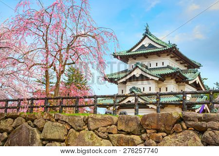 Hirosaki, Japan - April 23 2018: Sakura - Cherry Blossom Full Bloom At Hirosaki Castle In Hirosaki P