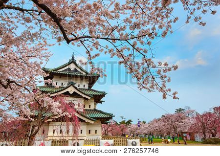 Hirosaki, Japan - April 23 2018: Sakura - Cherry Blossom Full Bloom At Hirosaki Castle In Hirosaki P