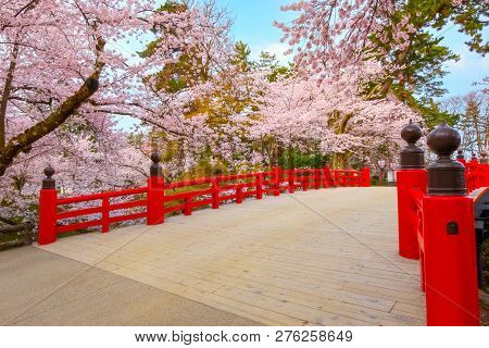 Sakura - Cherry Blossom Full Bloom At Hirosaki Castle In Hirosaki Park In Japan