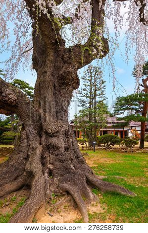 Hirosaki, Japan - April 23 2018: The Fujita Memorial Japanese Garden Built In 1919 In Japanese Tradi