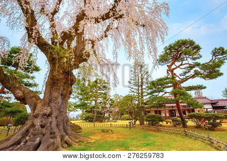 Hirosaki, Japan - April 23 2018: The Fujita Memorial Japanese Garden Built In 1919 In Japanese Tradi