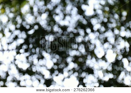 Nature Bokeh Tree Forest Dark Background Blurred