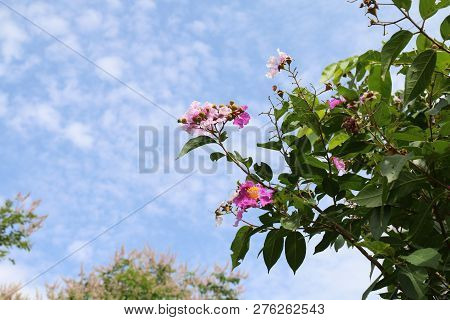 Tabak Flowers (thai Word) Lagerstroemia Floribunda Flower, Lythraceae Brossom On Tree, Purple Orchid