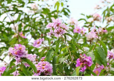 Tabak Flowers (thai Word) White, Pink, Purple Blossom Select Focus