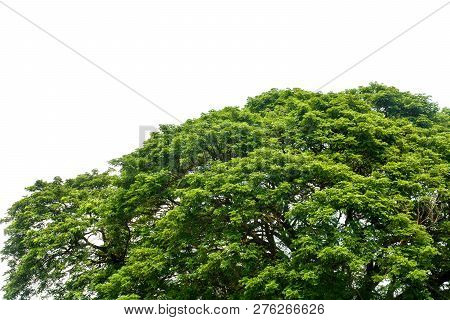 Top Of Large Eastindian Walnut, Raintree Or Samanea Saman Green Tree Isolated On White Background, C