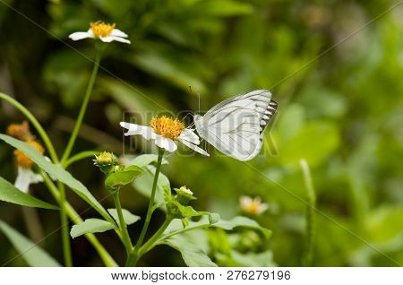 Male Striped Albatross Butterfly (appias Libythea Olferna) Feeding On White Flower