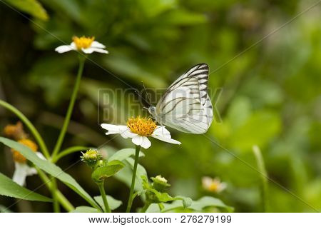 Male Striped Albatross Butterfly (appias Libythea Olferna) Feeding On White Flower