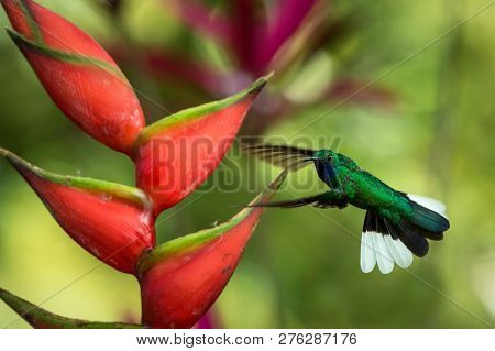 White-tailed Sabrewing Hovering Next To Pink Mimosa Flower, Bird In Flight, Caribean Tropical Forest