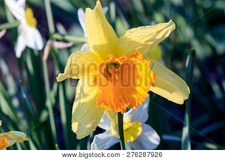 Beautiful Summer Cyclameniform Daffodils - Cyclamineus Close Up