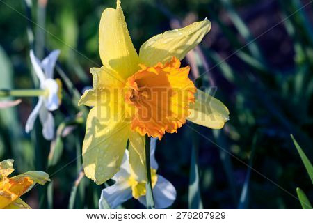 Beautiful Summer Cyclameniform Daffodils - Cyclamineus Close Up