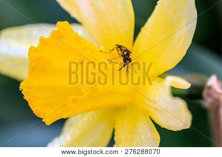 Beautiful Summer Cyclamineus Daffodils A Close Up