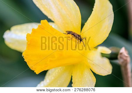 Beautiful Summer Cyclamineus Daffodils A Close Up