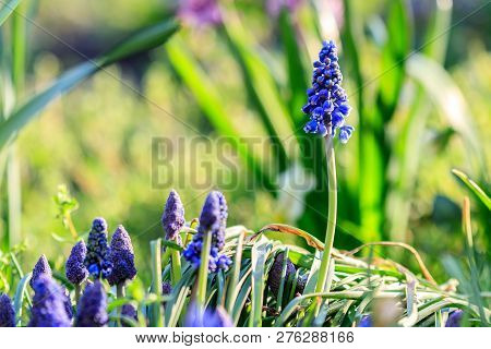 Beautiful Meadow Bright Blue Blossoms Of Armenian Muskari