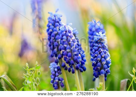 Beautiful Meadow Bright Blue Blossoms Of Armenian Muskari