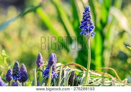 Beautiful Meadow Bright Blue Blossoms Of Armenian Muskari