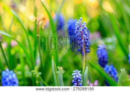 Beautiful Meadow Bright Blue Blossoms Of Armenian Muskari
