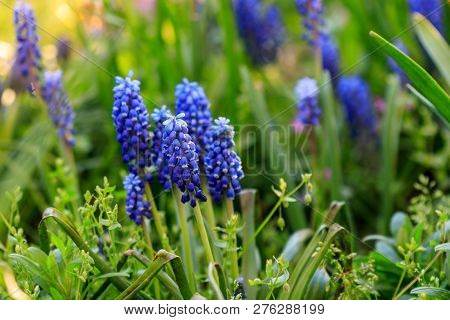 Beautiful Meadow Bright Blue Blossoms Of Armenian Muskari