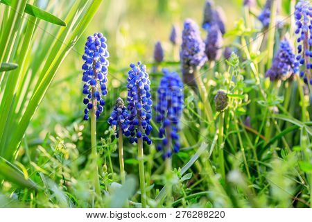 Beautiful Meadow Bright Blue Blossoms Of Armenian Muskari