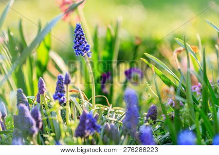 Beautiful Meadow Bright Blue Blossoms Of Armenian Muskari