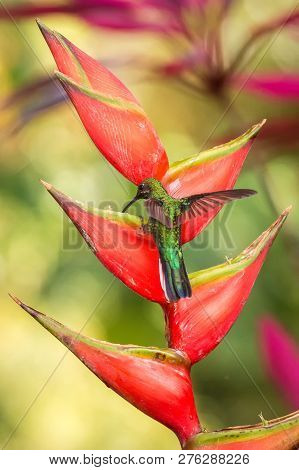 Hummingbird (white-tailed Sabrewing) Sitting And Drinking Nectar From Its Favourite Red Flower. Cute