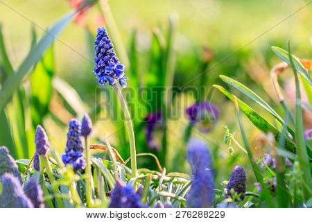 Beautiful Meadow Bright Blue Blossoms Of Armenian Muskari
