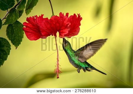 White-tailed Sabrewing Hovering Next To Red Ibiscus Flower, Bird In Flight, Caribean Tropical Forest