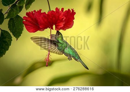 White-tailed Sabrewing Hovering Next To Red Ibiscus Flower, Bird In Flight, Caribean Tropical Forest