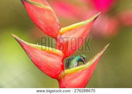 White-tailed Sabrewing Sitting On Red Flower, Caribean Tropical Forest, Trinidad And Tobago, Natural