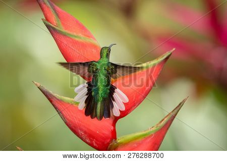 White-tailed Sabrewing Sitting On Red Flower, Caribean Tropical Forest, Trinidad And Tobago, Natural
