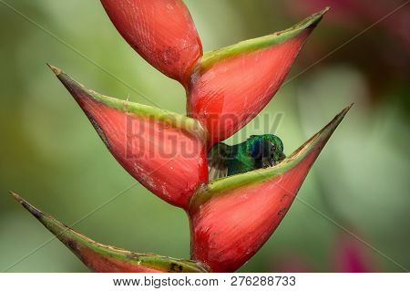 White-tailed Sabrewing Sitting On Red Flower, Caribean Tropical Forest, Trinidad And Tobago, Natural
