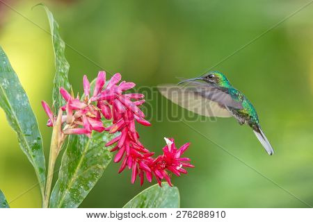 White-tailed Sabrewing Hovering Next To Pink Flower, Bird In Flight, Caribean Tropical Forest, Trini
