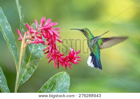 White-tailed Sabrewing Hovering Next To Pink Flower, Bird In Flight, Caribean Tropical Forest, Trini