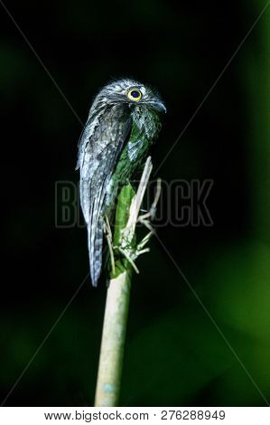 Common Potoo, Nyctibius Griseus, On Bamboo Tree, Trinidad, Tropical Forest, Bird With Big Yellow Eye