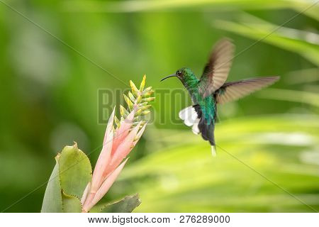 White-tailed Sabrewing Hovering Next To Pink And Yellow Flower, Bird In Flight, Caribean Tropical Fo