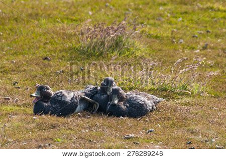 A Falkland Steamer Duck - Tachyeres Brachypterus- A Rare Flightless Bird, Spotted On Carcass Island,