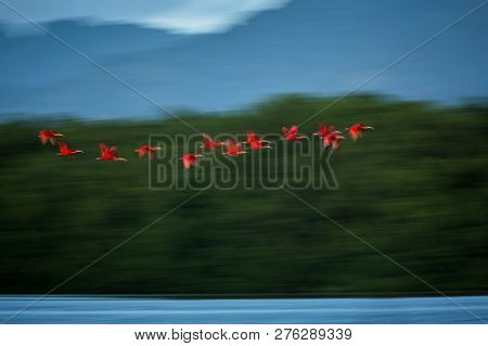 Large Flock Of Scarlet Ibis Eudocimus Ruber Returning To Resting Sleeping Trees In Evening. Long Exp