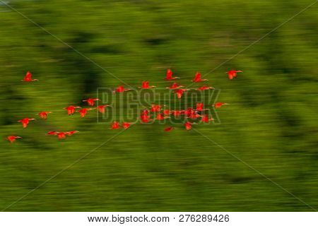 Large Flock Of Scarlet Ibis Eudocimus Ruber Returning To Resting Sleeping Trees In Evening. Long Exp
