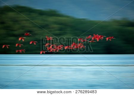 Large Flock Of Scarlet Ibis Eudocimus Ruber Returning To Resting Sleeping Trees In Evening. Long Exp